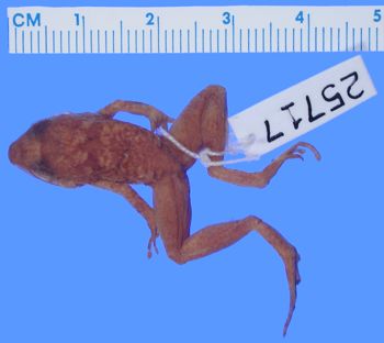 Media type: image; Herpetology A-25717